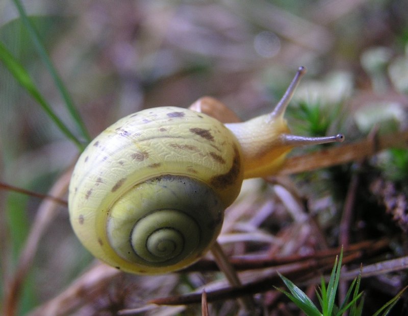 Кустарниковая улитка Fruticicola fruticum