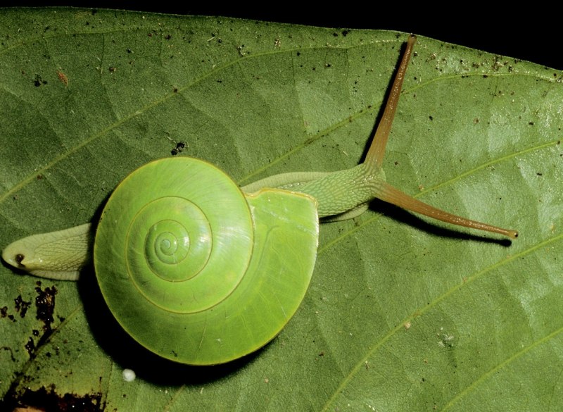 Улитка Rhinocochlis nasuta.