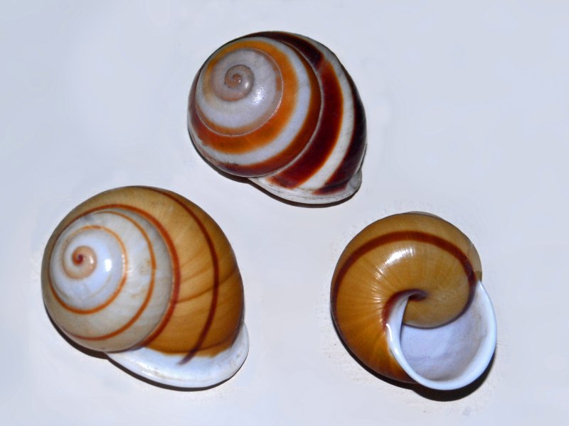 Bradybaenidae