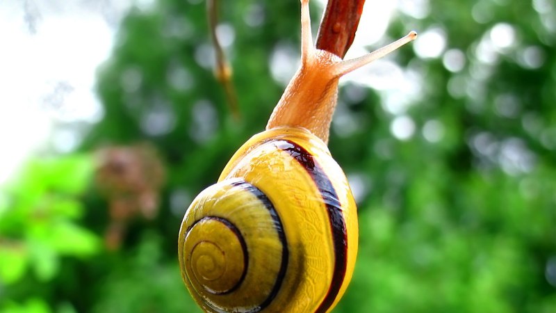 Cepaea Hortensis