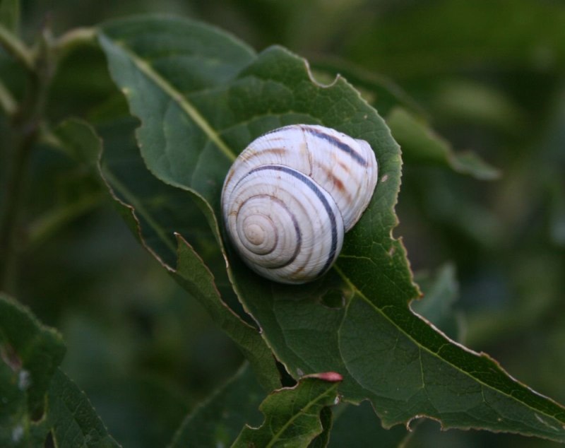 Cepaea Vindobonensis