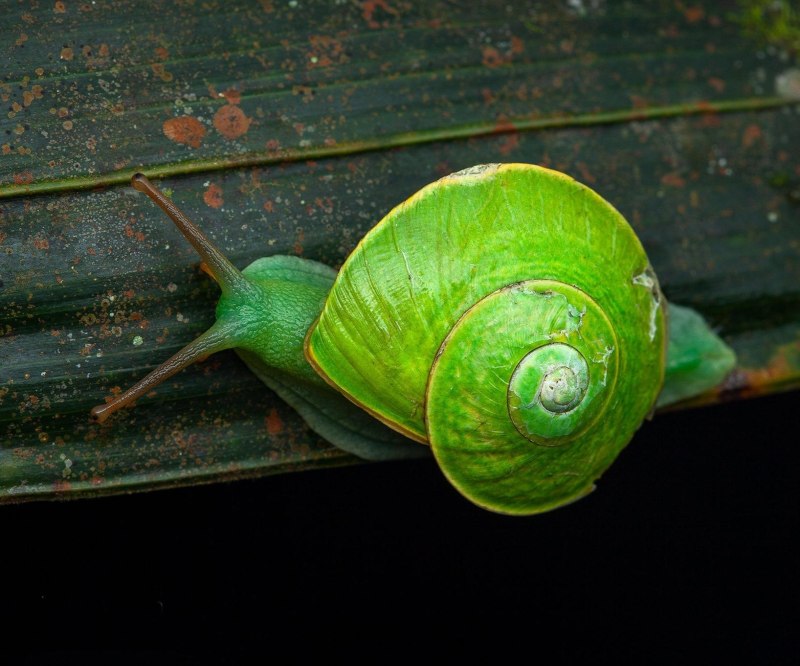 Улитка Rhinocochlis nasuta.