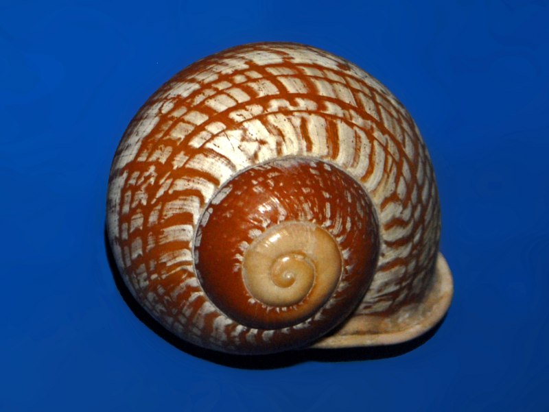 Моллюск Helicella