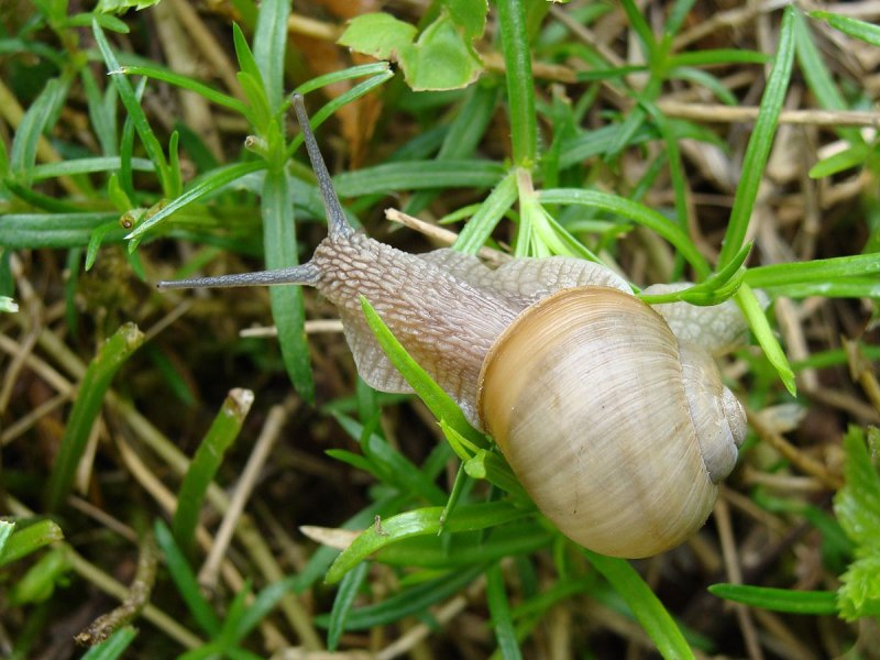 Helix lutescens