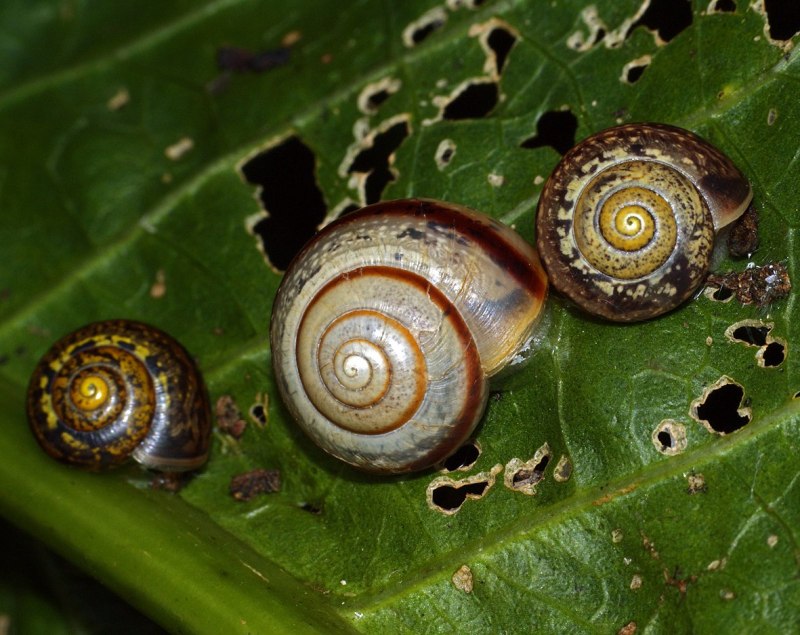 Arianta arbustorum