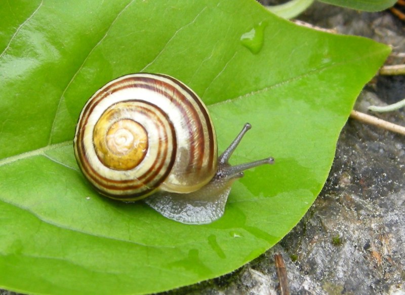 Улитка Садовая Cepaea Hortensis