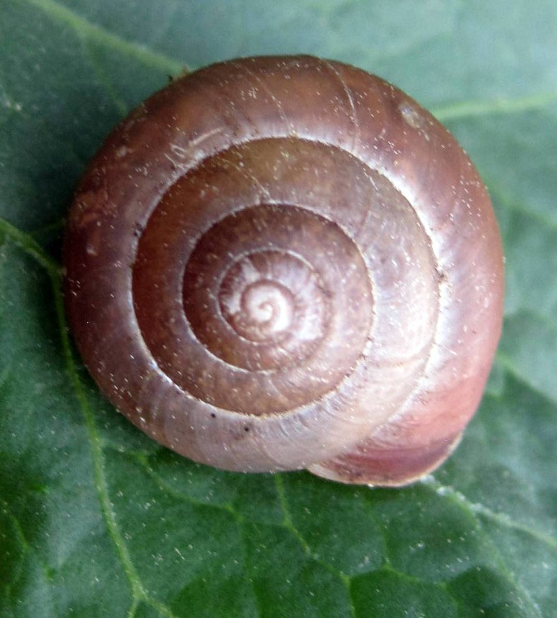 Bradybaena fruticum