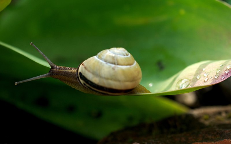Улитка Priotrohatella stellata