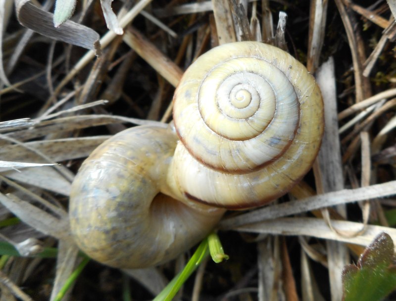 Bradybaena fruticum