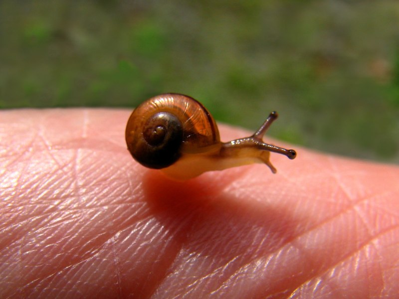 Angustopila dominikae улитка
