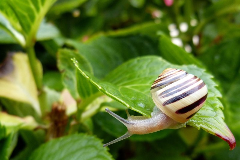 Улитка Садовая Cepaea Hortensis