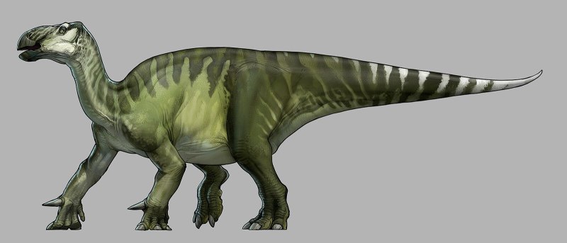 Iguanodon bernissartensis