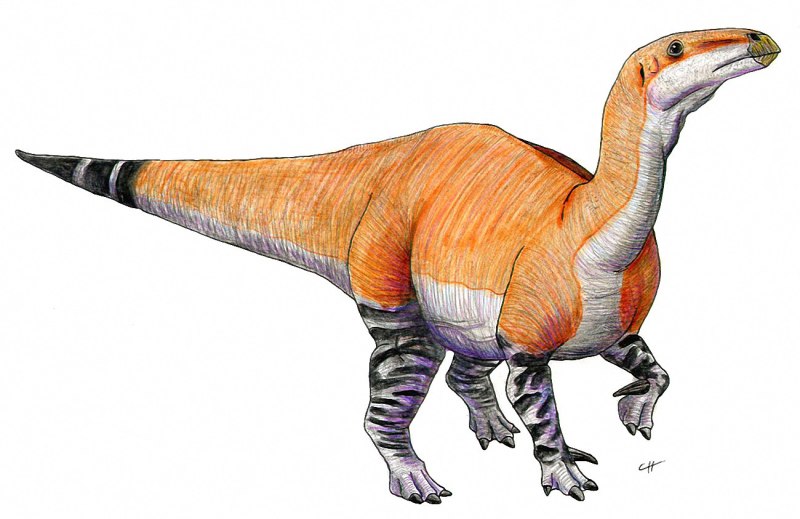 Iguanodon bernissartensis