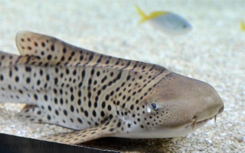 Stegostoma fasciatum