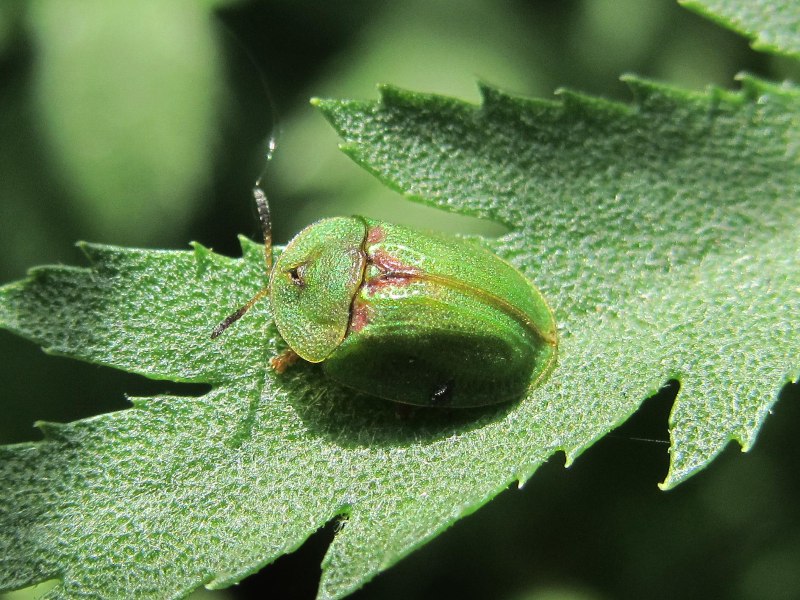 Щитоноска зелёная (Cassida viridis)