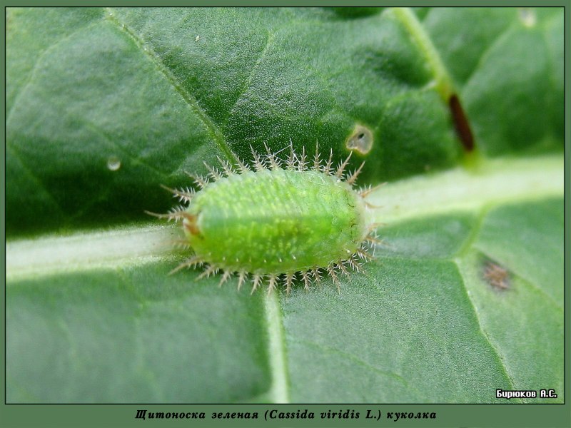 Щитоноска зелёная (Cassida viridis)