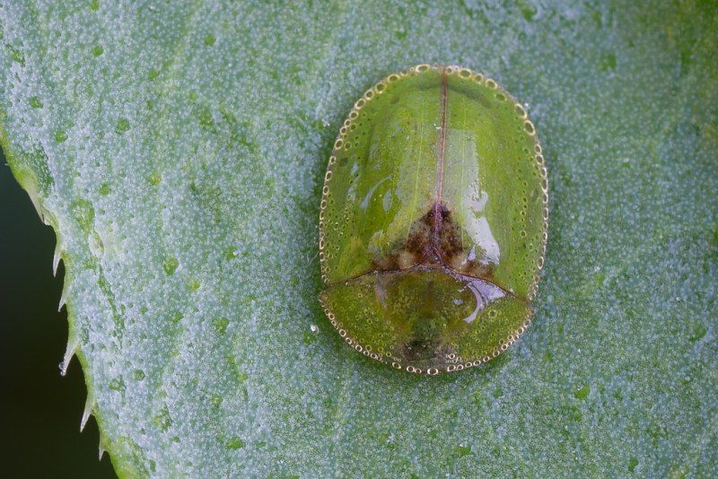 Cassida rubiginosa