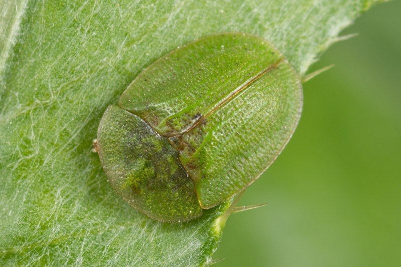Cassida rubiginosa