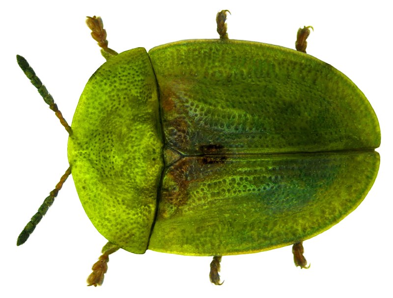 Cassida rubiginosa