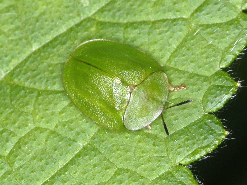 Щитоноска зелёная (Cassida viridis)