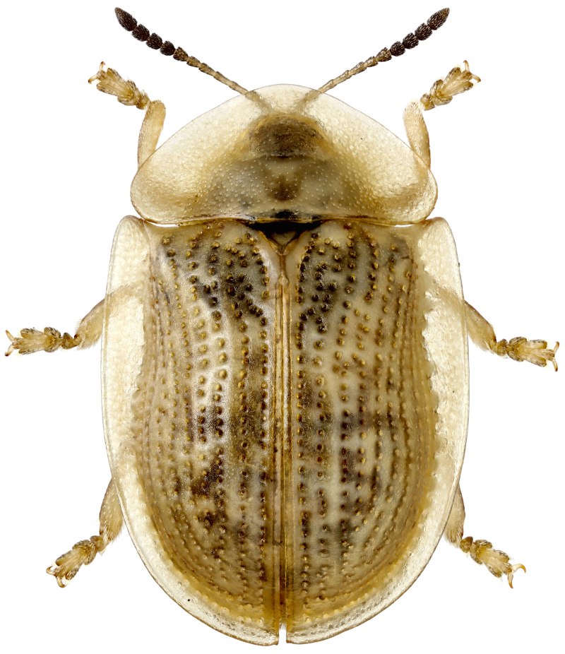 Cassida flaveola