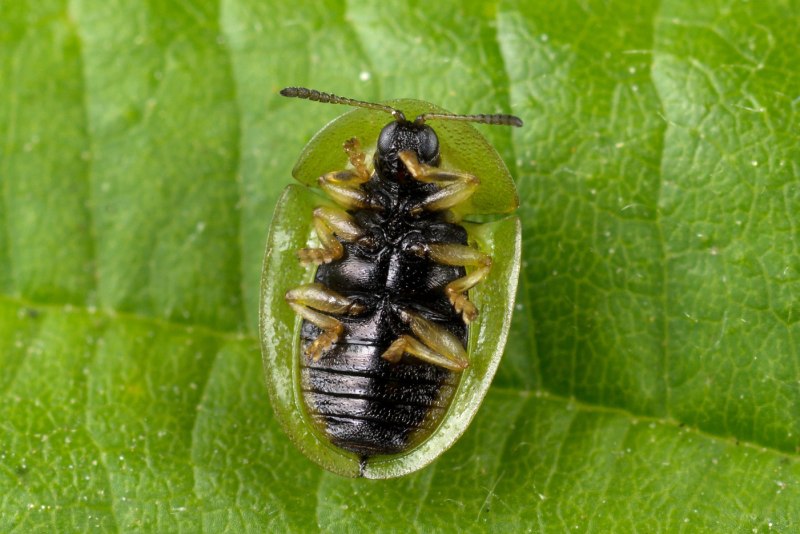 Cassida Seraphina
