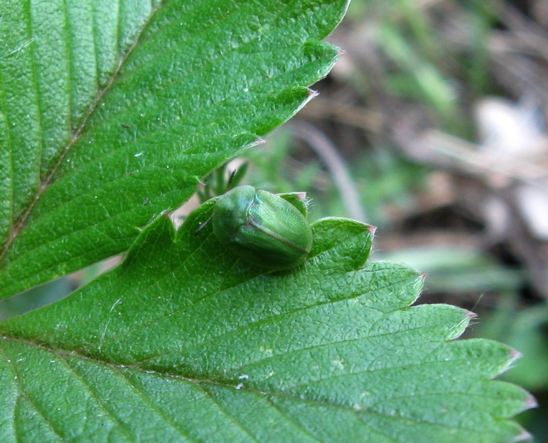Щитоноска зелёная (Cassida viridis)