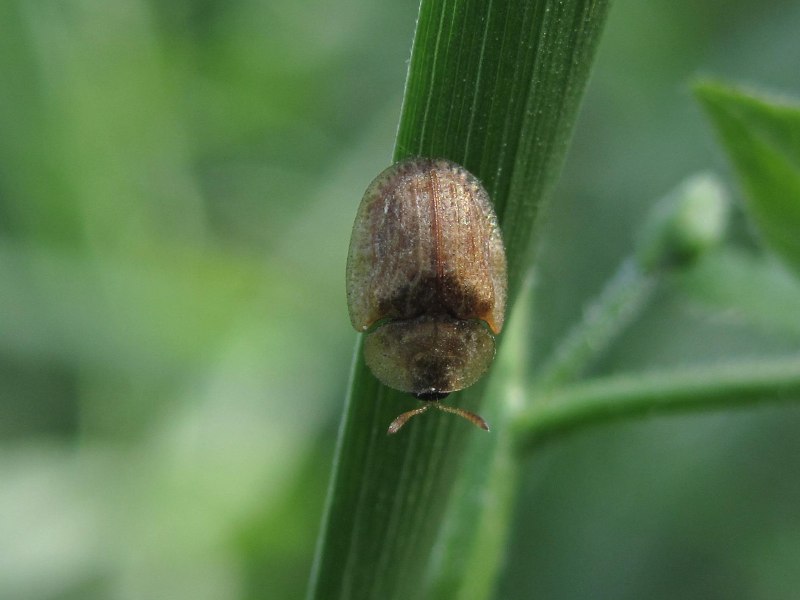 Cassida rubiginosa
