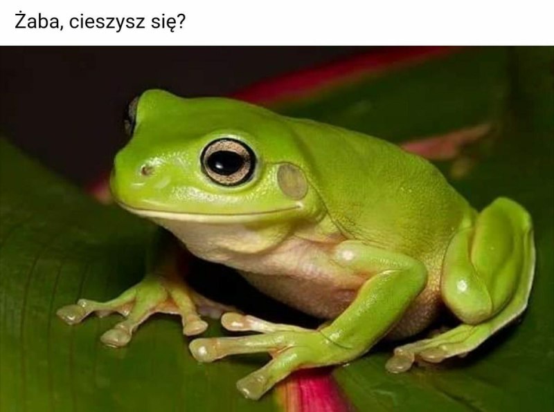 Квакша австралийская литория