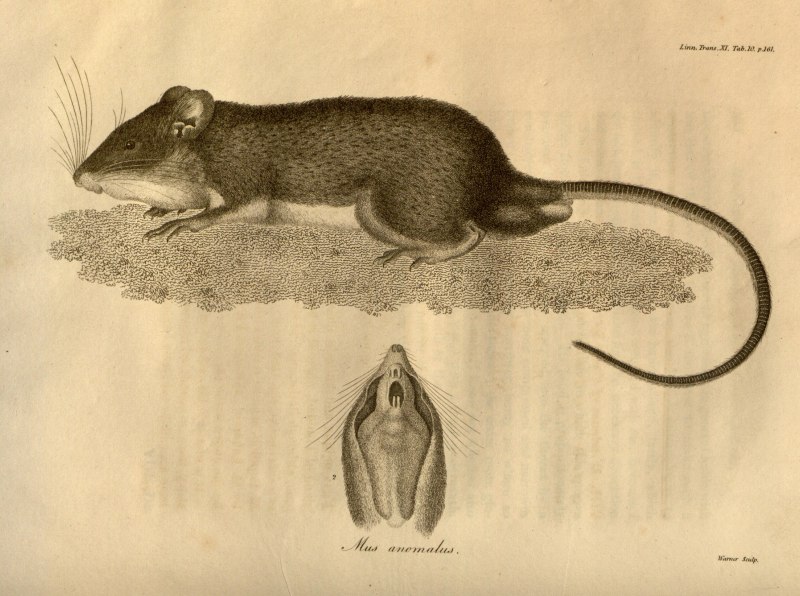 HETEROMYS teleus