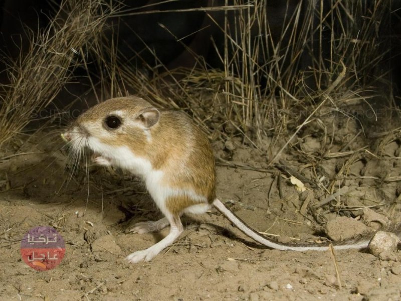 Dipodomys ordii