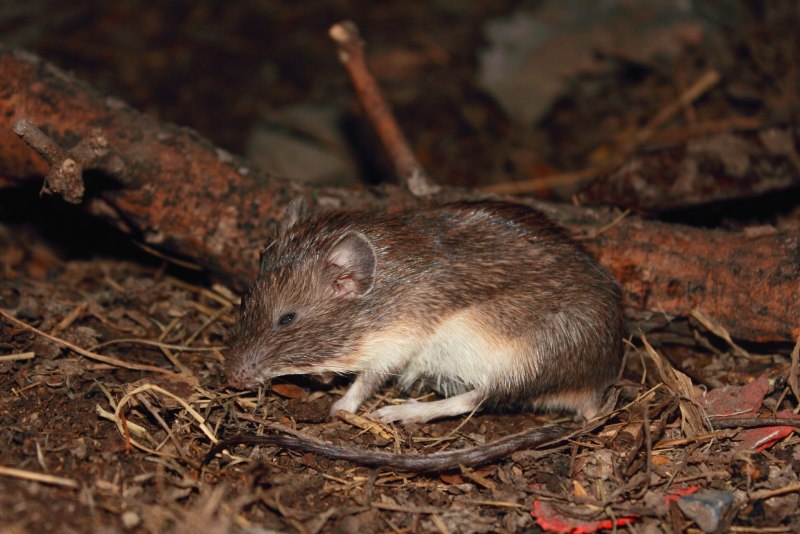 Венесуэльский прыгун (HETEROMYS anomalus).