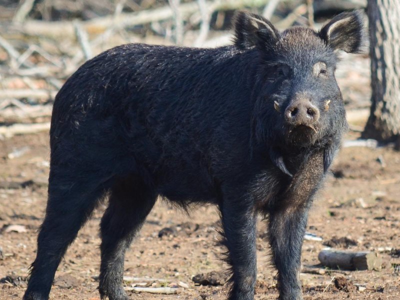 Choctaw Hog