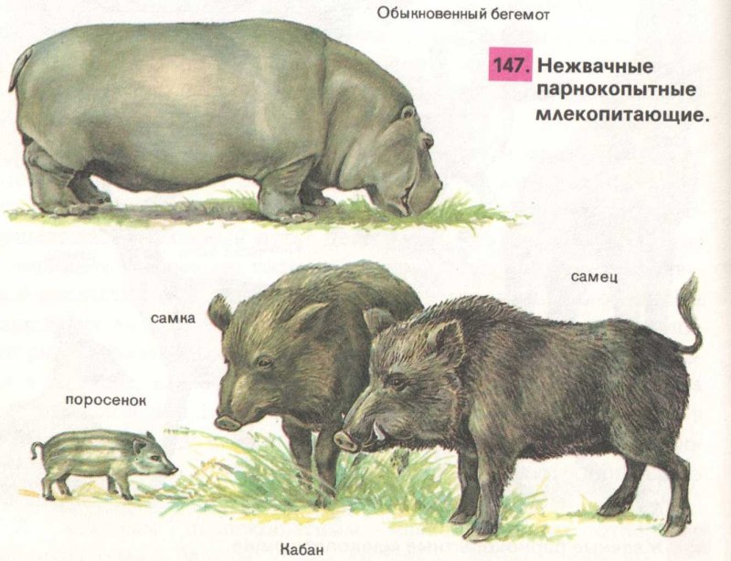 Отряд парнокопытные нежвачные