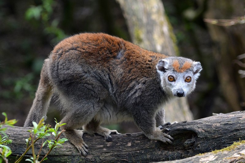 Eulemur coronatus