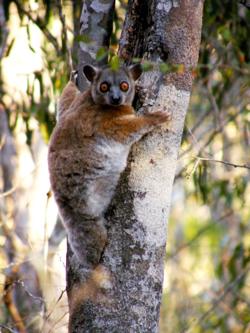 Lepilemur scottorum