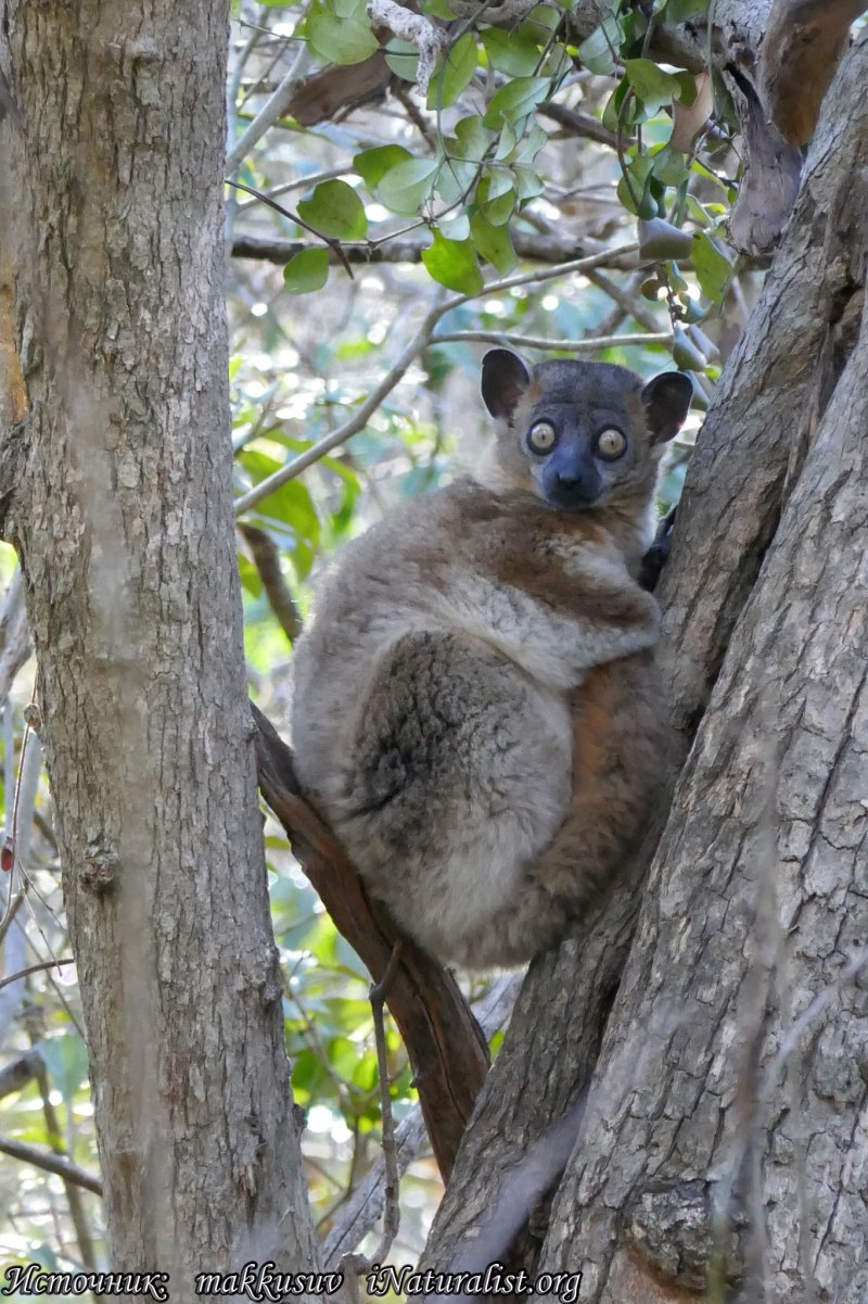 Лемур Lepilemur hubbardorum