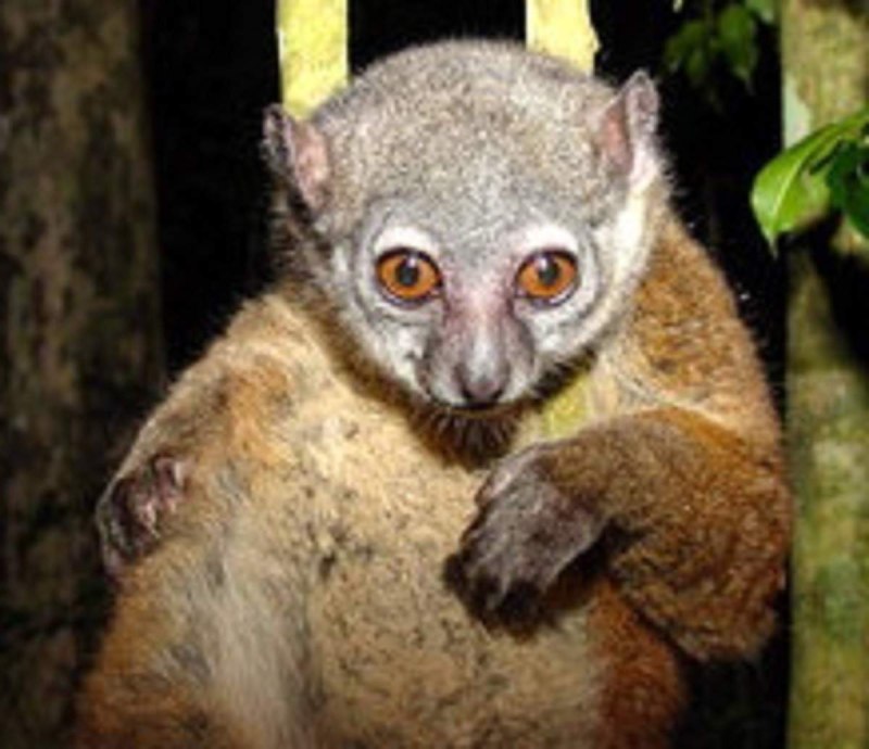 Lepilemur mustelinus
