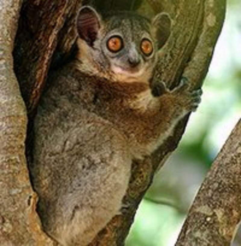 Lepilemur mustelinus