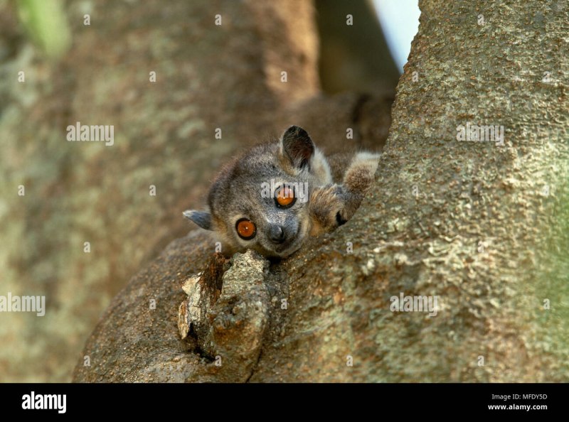 Lepilemur mustelinus