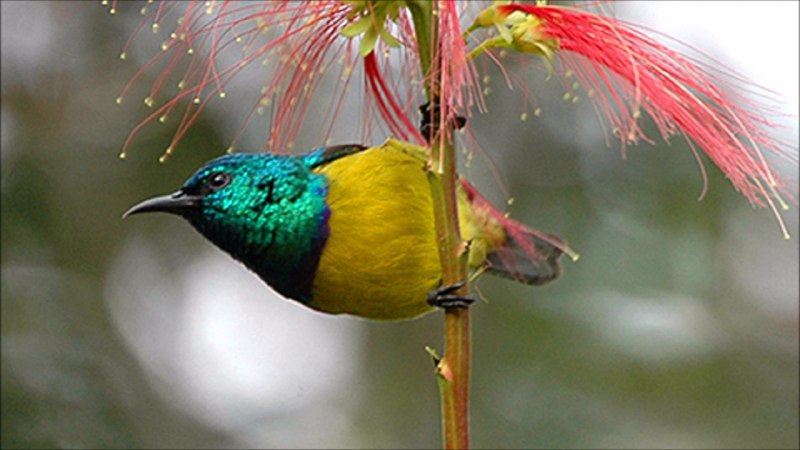 Anabathmis hartiabui