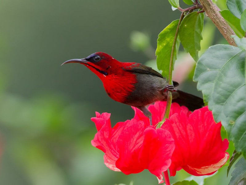 Crimson Sunbird