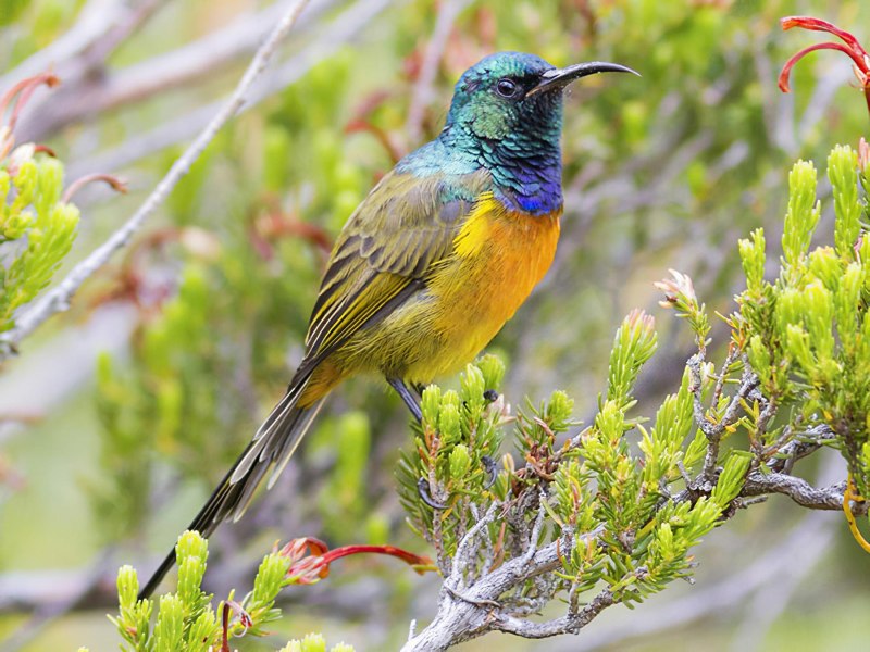 Orange-breasted Sunbird (anthobaphes violacea)