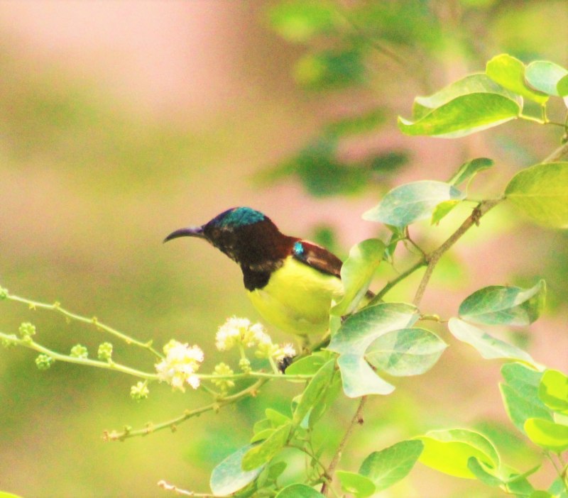 Sunbird Serenade