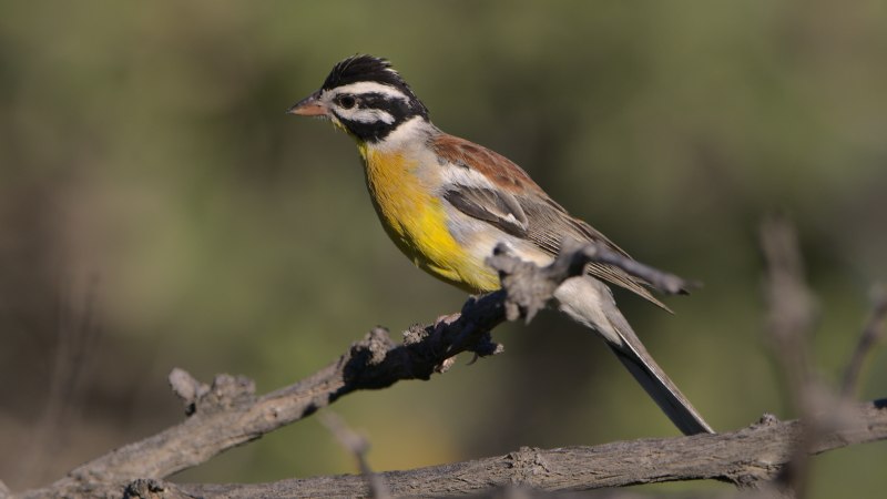 Emberiza flaviventris