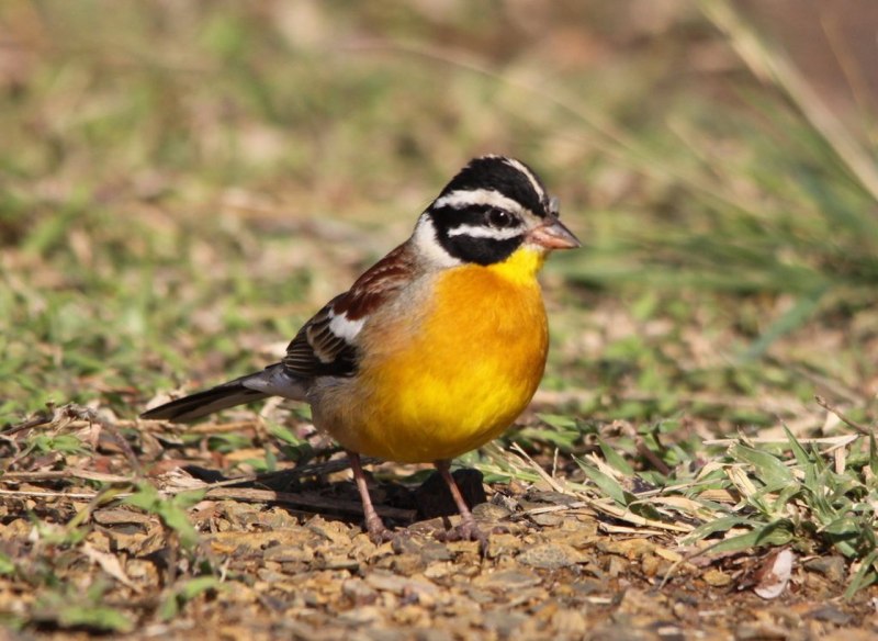 Emberiza flaviventris