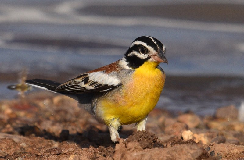 Emberiza flaviventris