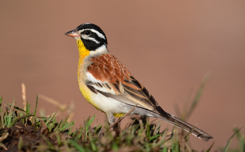 Emberiza flaviventris