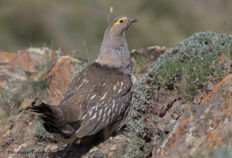 Tetraogallus altaicus