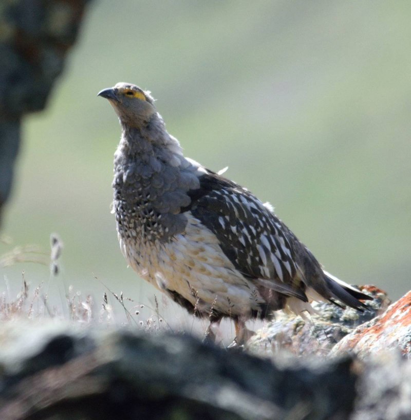 Алтайский улар птица